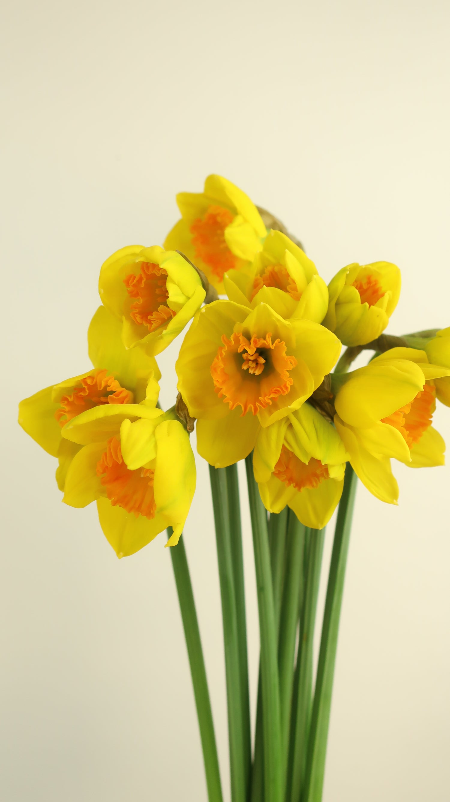 Daffodil Day